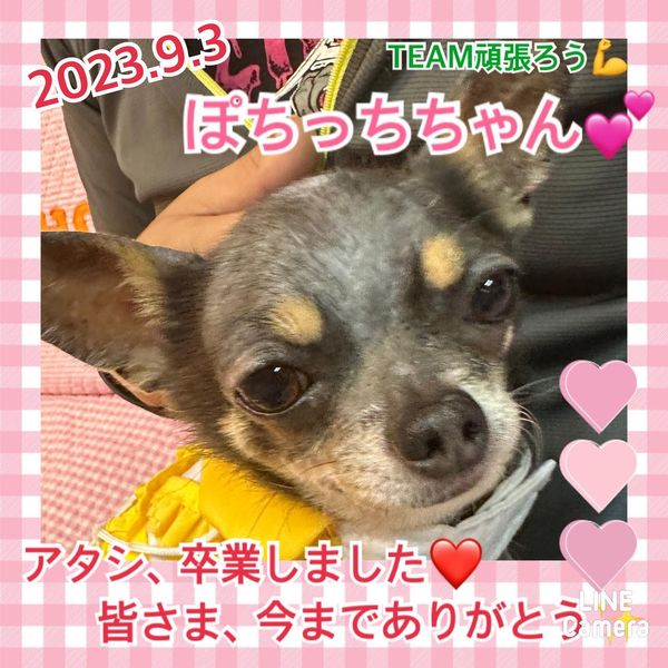 ★ぽちっち★2023,3,22ー2023,9,3【保護犬カフェ天神橋店】